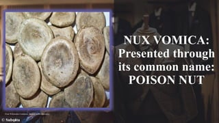 NUX VOMICA:
Presented through
its common name:
POISON NUT
© Subrata
From Wikimedia Commons, the free media repository
 