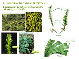 Nutrición vegetal con enfasis a ciclos de calvin | PPT