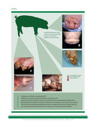 Cerdos




                                                                                                                  A
                                                     La salivación excesiva no es
                                                     común. Los lechones pueden
                                                     no querer amamantar
                                                     debido a lesiones bucales.




                                                                                                                  B




                                                                                                                  C

                             F
                                                                                                 Con cualquiera de estas
                                                                                                 enfermedades puede
                                                                                                 producirsefiebre




                             E                                                D

         A.   Vesículas en el hocico causadas por FA
         B.   Vesículas en la parte superior del hocico causadas por FA
         C.   Vesículas rotas en la banda coronaria; la pezuña se está comenzando a desprender
         D.   Blanqueado de la banda coronaria y vesícula rota causada por una infección por la EVP
         E.   Formación de tejido de granulación durante la recuperación de una infección por EVC
         F.   Las erosiones de la banda coronaria son comunes en las cuatro enfermedades




                Programa Nacional de Acreditación Veterinaria • Enfermedades Vesiculares • Página 7 of 23
 