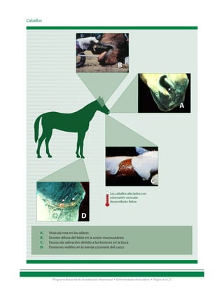 Caballos




                                                              B




                                                                                                          A




                                                                                       C
                                                         Los caballos afectados con
                                                         estomatitis vesicular
                                                         desarrollarán fiebre



                                   D

       A.   Vesícula rota en los ollares
       B.   Erosión difusa del labio en la union mucocutánea
       C.   Exceso de salivación debido a las lesiones en la boca
       D.   Erosiones visibles en la banda coronaria del casco




              Programa Nacional de Acreditación Veterinaria • Enfermedades Vesiculares • Página 8 of 23
 