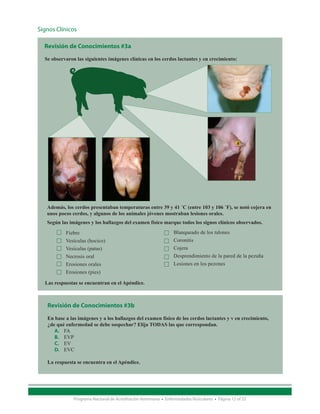 Signos Clínicos

  Revisión de Conocimientos #3a
  Se observaron las siguientes imágenes clínicas en los cerdos lactantes y en crecimiento:




   Además, los cerdos presentaban temperaturas entre 39 y 41 ˚C (entre 103 y 106 ˚F), se notó cojera en
   unos pocos cerdos, y algunos de los animales jóvenes mostraban lesiones orales.
   Según las imágenes y los hallazgos del examen físico marque todos los signos clínicos observados.
           Fiebre                                                  Blanqueado de los talones
           Vesículas (hocico)                                      Coronitis
           Vesículas (patas)                                       Cojera
           Necrosis oral                                           Desprendimiento de la pared de la pezuña
           Erosiones orales                                        Lesiones en los pezones
           Erosiones (pies)

  Las respuestas se encuentran en el Apéndice.



   Revisión de Conocimientos #3b

   En base a las imágenes y a los hallazgos del examen físico de los cerdos lactantes y v en crecimiento,
   ¿de qué enfermedad se debe sospechar? Elija TODAS las que correspondan.
      A.	 FA
      B.	 EVP
      C.	 EV
      D.	 EVC

   La respuesta se encuentra en el Apéndice.




               Programa Nacional de Acreditación Veterinaria • Enfermedades Vesiculares • Página 12 of 23
 