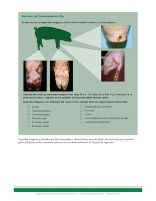 Revisión de Conocimientos #3a
   Se observaron las siguientes imágenes clínicas en los cerdos lactantes y en crecimiento:




    Además, los cerdos presentaban temperaturas entre 39 y 41 ˚C (entre 103 y 106 ˚F), se notó cojera en
    unos pocos cerdos, y algunos de los animales jóvenes mostraban lesiones orales.
    Según las imágenes y los hallazgos del examen físico marque todos los signos clínicos observados.
             Fiebre                                                  Blanqueado de los talones
             Vesículas (hocico)                                      Coronitis
             Vesículas (patas)                                       Cojera
             Necrosis oral                                           Desprendimiento de la pared de la pezuña
             Erosiones orales                                        Lesiones en los pezones
             Erosiones (pies)




Según las imágenes y los hallazgos del examen físico, debería haber marcado fiebre, vesículas (hocico), vesículas
(patas ), lesiones orales, erosiones (patas ), cojera y desprendimiento de la pared de la pezuña.




                 Programa Nacional de Acreditación Veterinaria • Enfermedades Vesiculares • Página 19 of 23
 