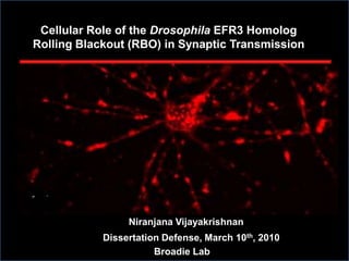 Cellular Role of the Drosophila EFR3 Homolog Rolling Blackout (RBO) in Synaptic Transmission NiranjanaVijayakrishnan                  Dissertation Defense, March 10th, 2010 Broadie Lab 