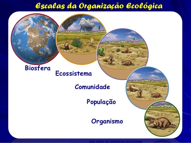 Cite Exemplos De Organismo Que Atua Globalmente Em Diversas Areas