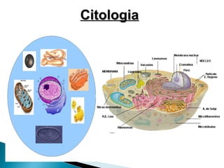 Citologia
 