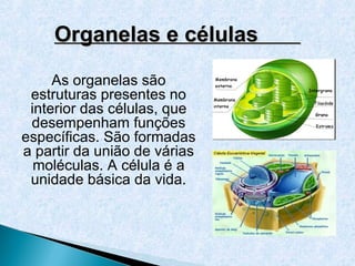 Organelas e células

     As organelas são
 estruturas presentes no
 interior das células, que
 desempenham funções
específicas. São formadas
a partir da união de várias
  moléculas. A célula é a
 unidade básica da vida.
 