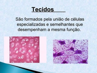 Tecidos
São formados pela união de células
especializadas e semelhantes que
 desempenham a mesma função.
 