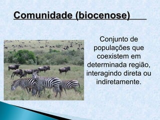 Comunidade (biocenose)

                  Conjunto de
                populações que
                 coexistem em
             determinada região,
             interagindo direta ou
                 indiretamente.
 