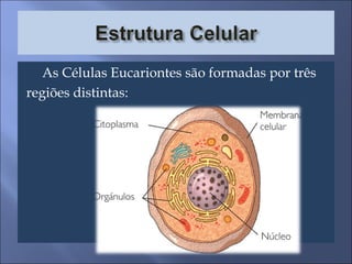 As Células Eucariontes são formadas por três regiões distintas: 
