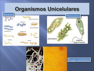Fungos unicelulares Bactérias Protozoários 