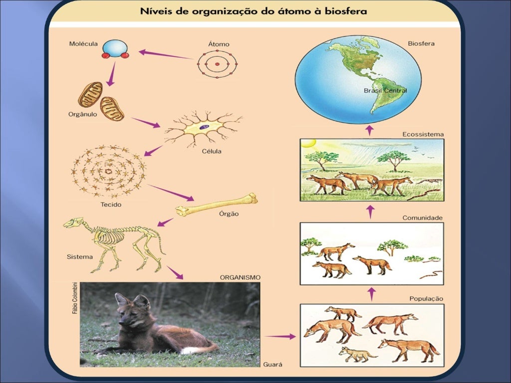 Níveis De Organização Dos Seres Vivos
