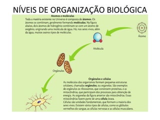 NÍVEIS DE ORGANIZAÇÃO BIOLÓGICA
 
