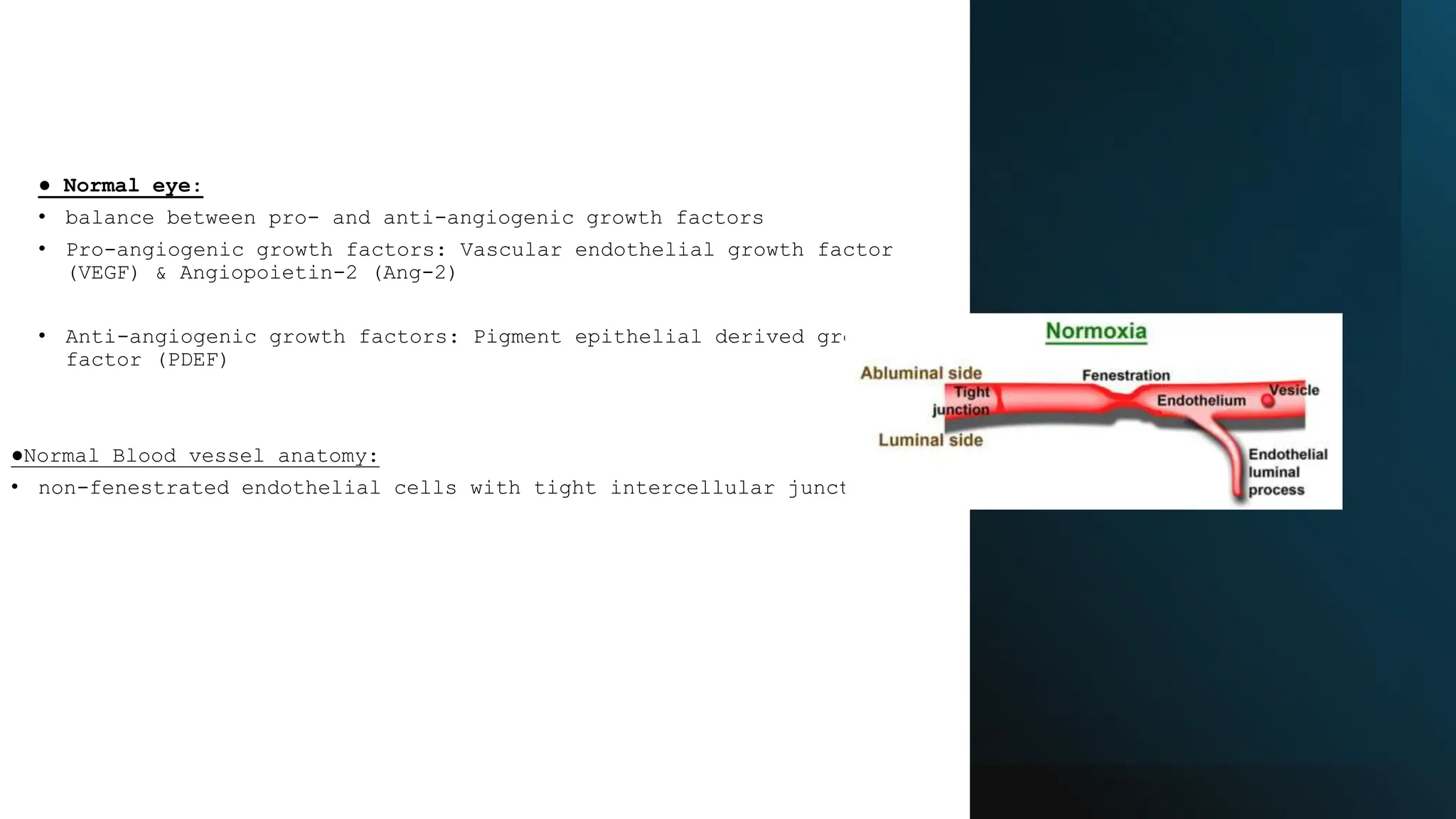 ● Normal eye:
• balance between pro- and anti-angiogenic growth factors
• Pro-angiogenic growth factors: Vascular endothelial growth factor
(VEGF) & Angiopoietin-2 (Ang-2)
• Anti-angiogenic growth factors: Pigment epithelial derived growth
factor (PDEF)
●Normal Blood vessel anatomy:
• non-fenestrated endothelial cells with tight intercellular junctions
 