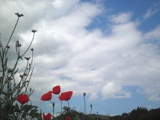 Què ha passat amb
nosaltres ..?
Professors maltractats a les aules,
comerciants amenaçats per traficants,
els corruptes pavonats del seu poder,
reixes a les nostres finestres i portes.

Cada un tancat en el seu món

Viure en Català

 