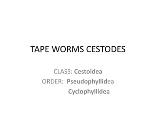 TAPE WORMS CESTODES
CLASS: Cestoidea
ORDER: Pseudophyllidea
Cyclophyllidea
 