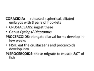 [Micro] cestodes | PPTX