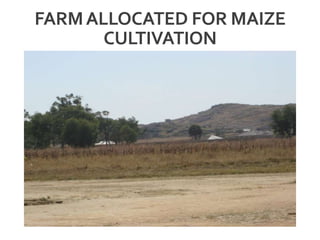 FARMALLOCATED FOR MAIZE
CULTIVATION
 