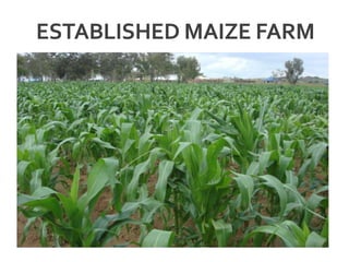 ESTABLISHED MAIZE FARM
 