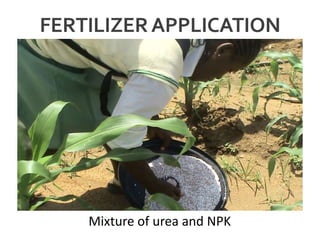 FERTILIZERAPPLICATION
Mixture of urea and NPK
 