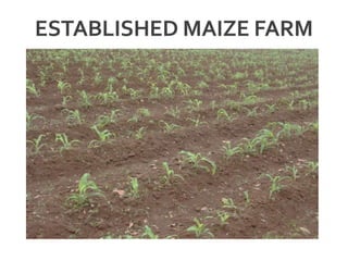 ESTABLISHED MAIZE FARM
 