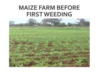 MAIZE FARM BEFORE
FIRSTWEEDING
 