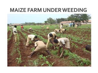 MAIZE FARM UNDERWEEDING
 