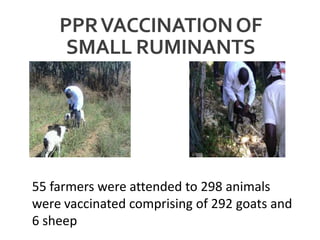PPRVACCINATIONOF
SMALL RUMINANTS
55 farmers were attended to 298 animals
were vaccinated comprising of 292 goats and
6 sheep
 