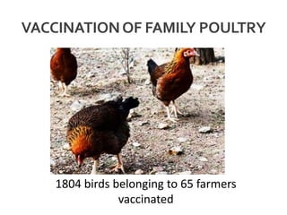 VACCINATIONOF FAMILY POULTRY
1804 birds belonging to 65 farmers
vaccinated
 