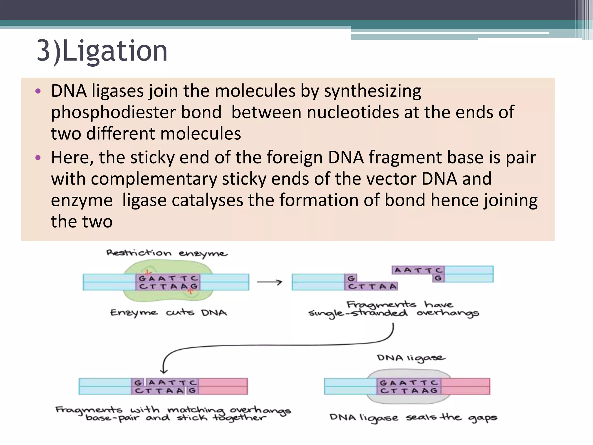 3)Ligation
• DNA ligases join the molecules by synthesizing
phosphodiester bond between nucleotides at the ends of
two different molecules
• Here, the sticky end of the foreign DNA fragment base is pair
with complementary sticky ends of the vector DNA and
enzyme ligase catalyses the formation of bond hence joining
the two
 