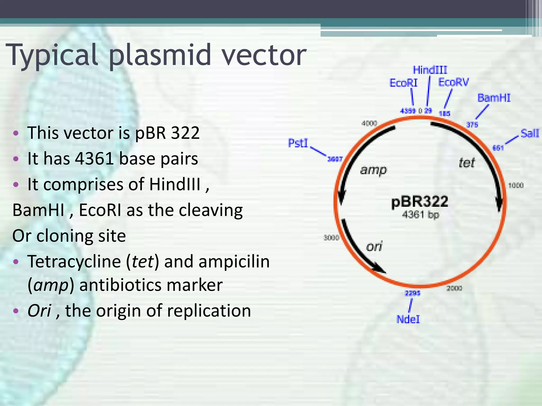 Typical plasmid vector
• This vector is pBR 322
• It has 4361 base pairs
• It comprises of HindIII ,
BamHI , EcoRI as the cleaving
Or cloning site
• Tetracycline (tet) and ampicilin
(amp) antibiotics marker
• Ori , the origin of replication
 