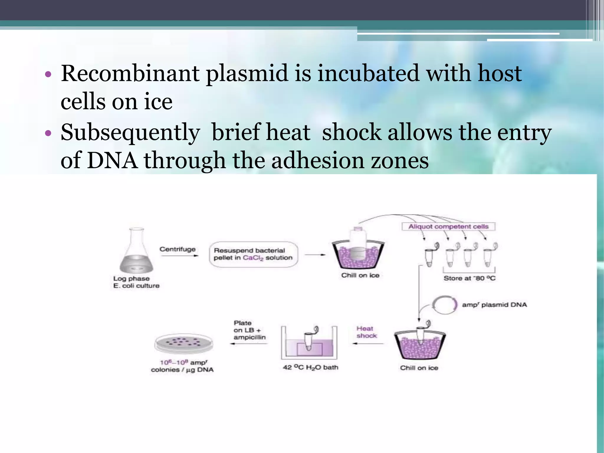 • Recombinant plasmid is incubated with host
cells on ice
• Subsequently brief heat shock allows the entry
of DNA through the adhesion zones
 