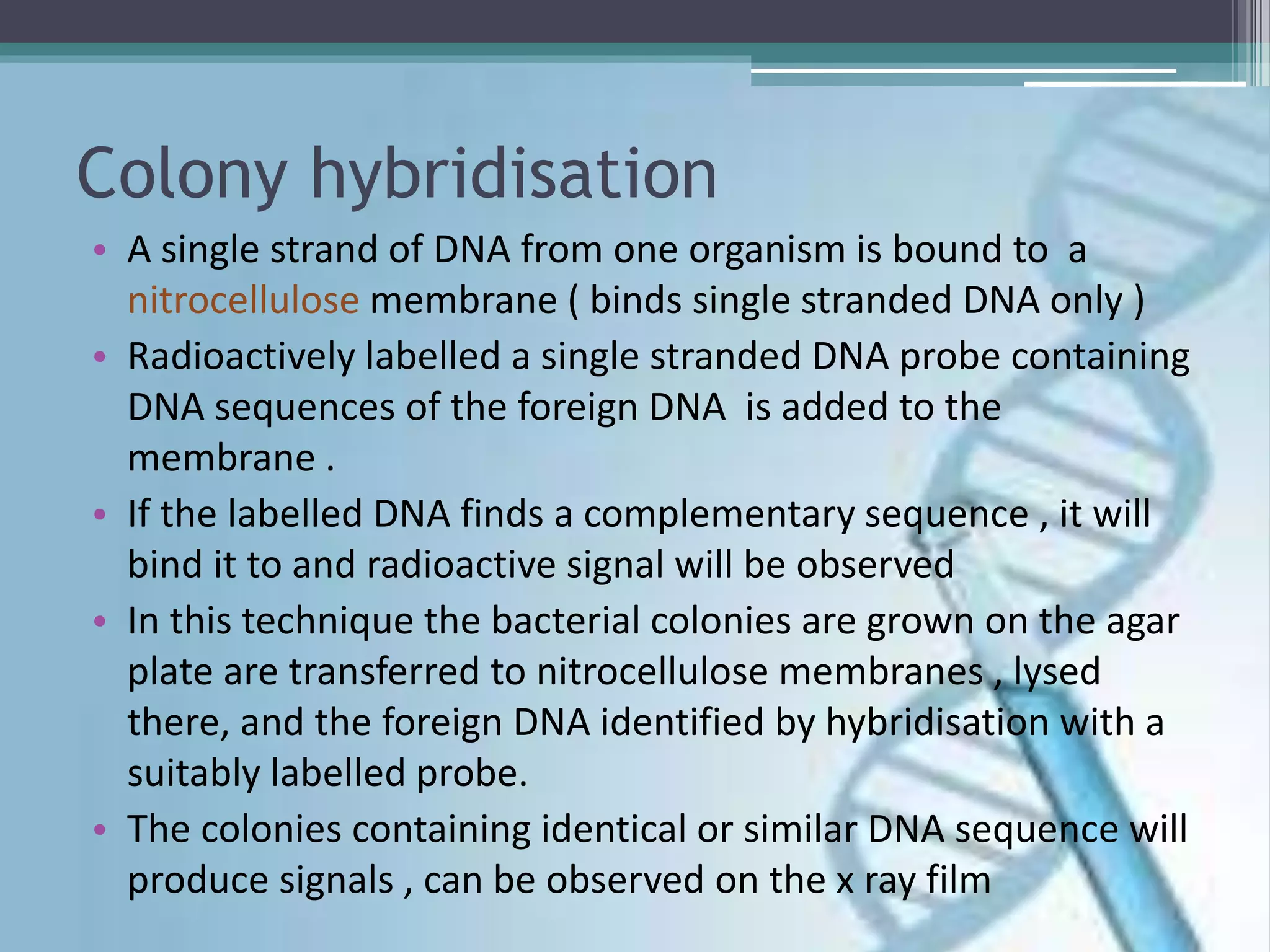 Colony hybridisation
• A single strand of DNA from one organism is bound to a
nitrocellulose membrane ( binds single stranded DNA only )
• Radioactively labelled a single stranded DNA probe containing
DNA sequences of the foreign DNA is added to the
membrane .
• If the labelled DNA finds a complementary sequence , it will
bind it to and radioactive signal will be observed
• In this technique the bacterial colonies are grown on the agar
plate are transferred to nitrocellulose membranes , lysed
there, and the foreign DNA identified by hybridisation with a
suitably labelled probe.
• The colonies containing identical or similar DNA sequence will
produce signals , can be observed on the x ray film
 