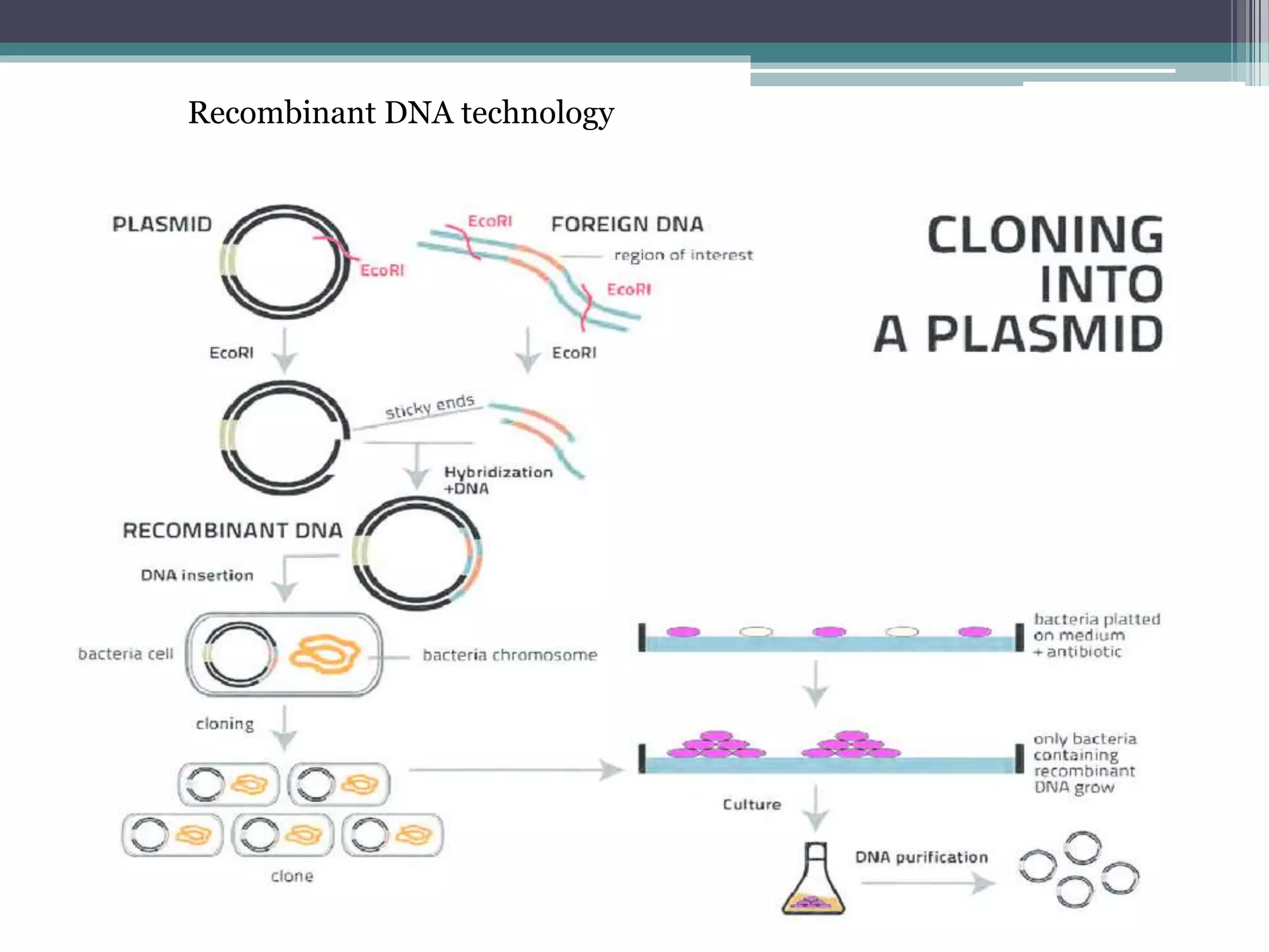 Recombinant DNA technology
 