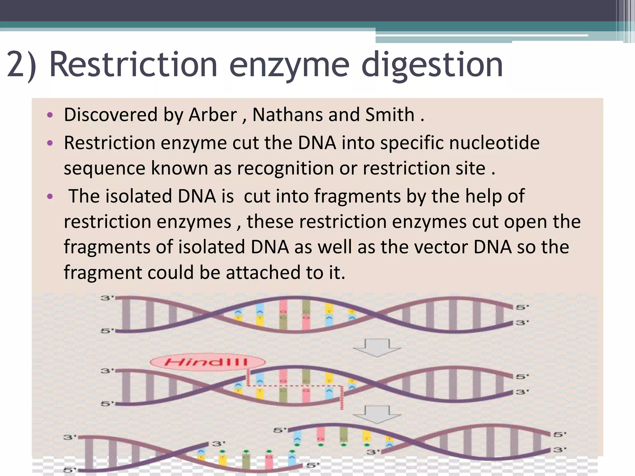 2) Restriction enzyme digestion
• Discovered by Arber , Nathans and Smith .
• Restriction enzyme cut the DNA into specific nucleotide
sequence known as recognition or restriction site .
• The isolated DNA is cut into fragments by the help of
restriction enzymes , these restriction enzymes cut open the
fragments of isolated DNA as well as the vector DNA so the
fragment could be attached to it.
 