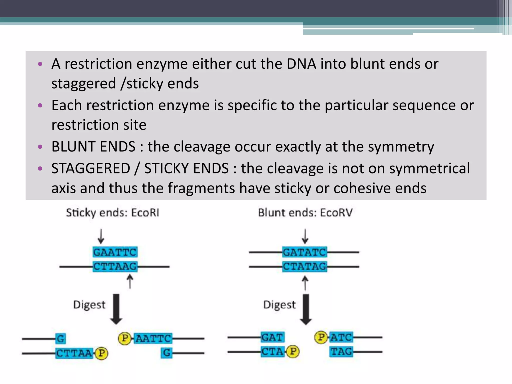• A restriction enzyme either cut the DNA into blunt ends or
staggered /sticky ends
• Each restriction enzyme is specific to the particular sequence or
restriction site
• BLUNT ENDS : the cleavage occur exactly at the symmetry
• STAGGERED / STICKY ENDS : the cleavage is not on symmetrical
axis and thus the fragments have sticky or cohesive ends
 