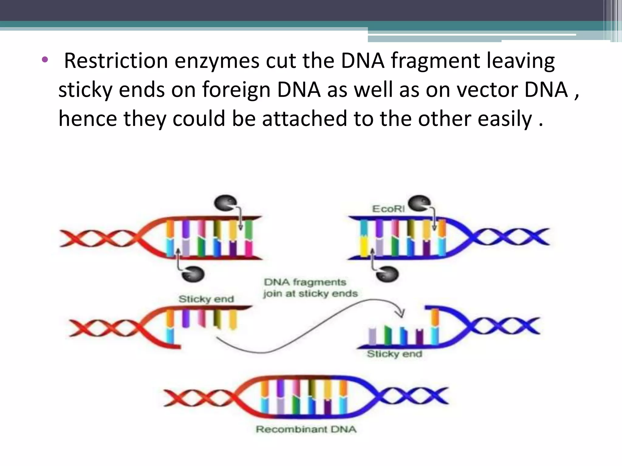 • Restriction enzymes cut the DNA fragment leaving
sticky ends on foreign DNA as well as on vector DNA ,
hence they could be attached to the other easily .
 