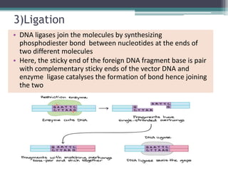3)Ligation
• DNA ligases join the molecules by synthesizing
phosphodiester bond between nucleotides at the ends of
two different molecules
• Here, the sticky end of the foreign DNA fragment base is pair
with complementary sticky ends of the vector DNA and
enzyme ligase catalyses the formation of bond hence joining
the two
 