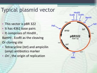 Typical plasmid vector
• This vector is pBR 322
• It has 4361 base pairs
• It comprises of HindIII ,
BamHI , EcoRI as the cleaving
Or cloning site
• Tetracycline (tet) and ampicilin
(amp) antibiotics marker
• Ori , the origin of replication
 