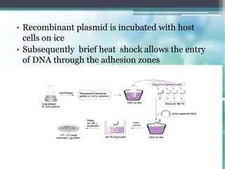 • Recombinant plasmid is incubated with host
cells on ice
• Subsequently brief heat shock allows the entry
of DNA through the adhesion zones
 