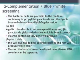 α-Complementation / Blue – white
screening
• The bacterial cells are plated in to the medium
containing isopropyl thiogalactoside and the dye 5-
bromo-4-chloro-3-inodlyl-β-D-galactoside
(X-gel)
X-gel is colourless but on cleavage with enzyme, β-
galactoside yields a derivative which is blue in colour
• Plasmid containing lacZ gene will produce
β-galactoside
• this will give rise to blue colored colonies and rest will
produce white color
• Thus on the basis of color developed recombinant DNA
colonies can be separated
 