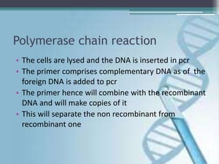 Polymerase chain reaction
• The cells are lysed and the DNA is inserted in pcr
• The primer comprises complementary DNA as of the
foreign DNA is added to pcr
• The primer hence will combine with the recombinant
DNA and will make copies of it
• This will separate the non recombinant from
recombinant one
 