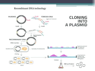 Recombinant DNA technology
 