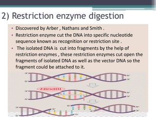 2) Restriction enzyme digestion
• Discovered by Arber , Nathans and Smith .
• Restriction enzyme cut the DNA into specific nucleotide
sequence known as recognition or restriction site .
• The isolated DNA is cut into fragments by the help of
restriction enzymes , these restriction enzymes cut open the
fragments of isolated DNA as well as the vector DNA so the
fragment could be attached to it.
 