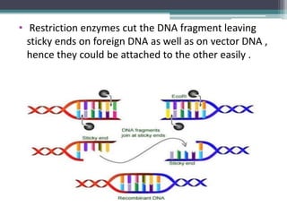 • Restriction enzymes cut the DNA fragment leaving
sticky ends on foreign DNA as well as on vector DNA ,
hence they could be attached to the other easily .
 