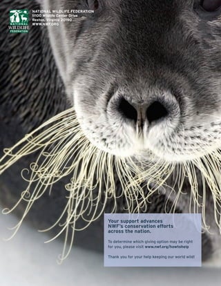 NATIONAL WILDLIFE FEDERATION
11100 Wildlife Center Drive
Reston, Virginia 20190
WWW.NWF.ORG
Your support advances
NWF’s conservation efforts
across the nation.
To determine which giving option may be right
for you, please visit www.nwf.org/howtohelp
Thank you for your help keeping our world wild!
 