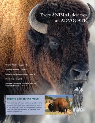 Send an image you
own for us to use here
to keep costs down
Mighty and on the move
At over six feet tall, bison are the largest terrestrial
animal in North America. A male can weigh upward
of two tons (that’s close to 4,000 pounds!) Despite
their size, they are constantly on the move, even
walking while they eat.
Every ANIMAL deserves
an ADVOCATE
Wins for Wildlife pages 4-9
Financial Overview page 10
Afﬁliates and Regional Ofﬁces page 12
How to Help page 13
Volunteer Leadership, Executive Staff and
Corporate Partners page 14
 
