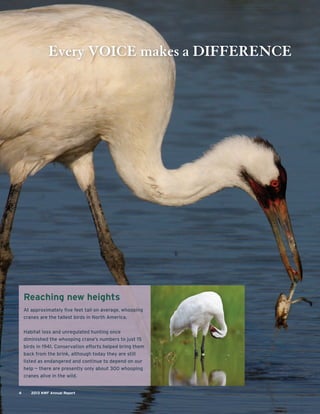 4 2013 NWF Annual Report
Reaching new heights
At approximately ﬁve feet tall on average, whooping
cranes are the tallest birds in North America.
Habitat loss and unregulated hunting once
diminished the whooping crane’s numbers to just 15
birds in 1941. Conservation efforts helped bring them
back from the brink, although today they are still
listed as endangered and continue to depend on our
help — there are presently only about 300 whooping
cranes alive in the wild.
Every VOICE makes a DIFFERENCE
 