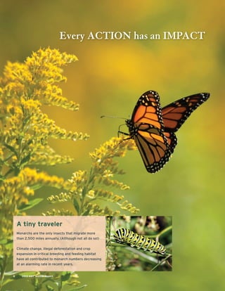 A tiny traveler
Monarchs are the only insects that migrate more
than 2,500 miles annually. (Although not all do so!)
Climate change, illegal deforestation and crop
expansion in critical breeding and feeding habitat
have all contributed to monarch numbers decreasing
at an alarming rate in recent years.
6 2013 NWF Annual Report
Every ACTION has an IMPACT
 