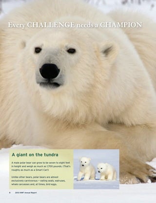 A giant on the tundra
A male polar bear can grow to be seven to eight feet
in height and weigh as much as 1,700 pounds. (That’s
roughly as much as a Smart Car!)
Unlike other bears, polar bears are almost
exclusively carnivorous — eating seals, walruses,
whale carcasses and, at times, bird eggs.
8 2013 NWF Annual Report
Every CHALLENGE needs a CHAMPION
 