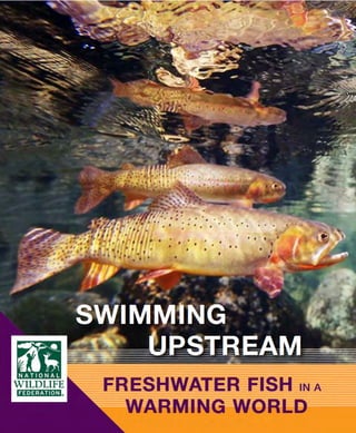 NWF Report: Swimming Upstream